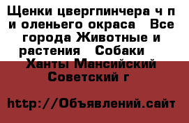 Щенки цвергпинчера ч/п и оленьего окраса - Все города Животные и растения » Собаки   . Ханты-Мансийский,Советский г.